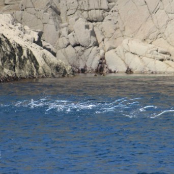 School of fish swimming near rocky coastline.