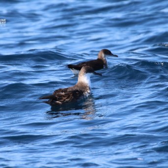 Two brown sea birds floating on blue ocean waves.