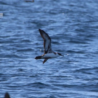 Seabird flying over rippling blue ocean water.