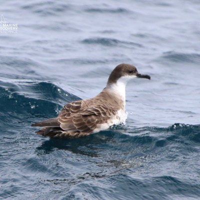 Brown seabird with white underside floats on ocean waves.