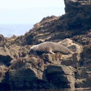 Seal lying on rocky shore with seaweed, ocean in background.
