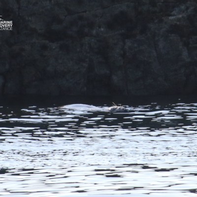 Seal swimming near rocky shore with water reflections.