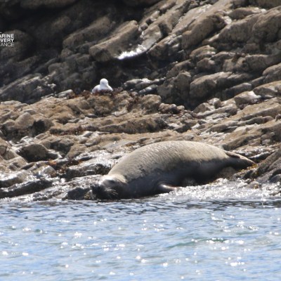 Seal resting on rocky shore by the water's edge.