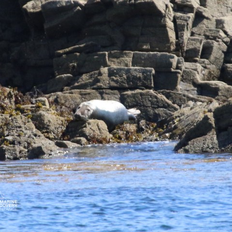 Seal resting on rocky shore by the water's edge.