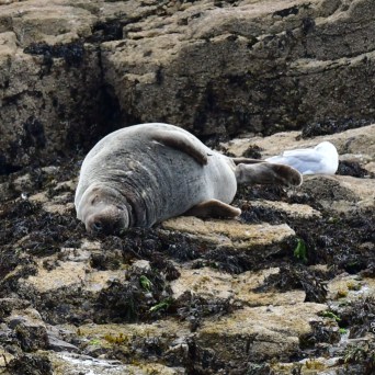 Seal resting on rocky seaweed-covered shore