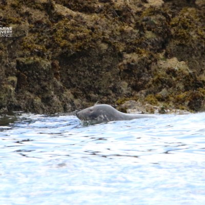 Seal swimming near rocky shoreline.