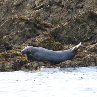 Seal resting on rocky shoreline by the water's edge.