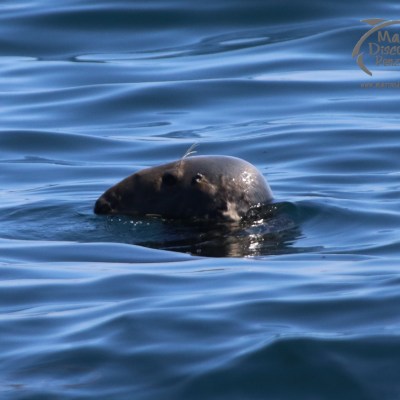 Seal's head above water in a calm sea