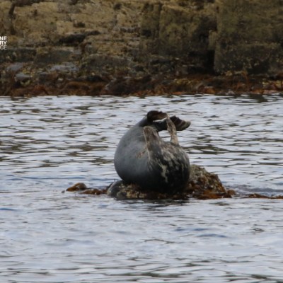 Seal resting on a rock in the water with rocky background.