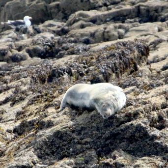 Seal resting on rocky shore with seaweed and birds in background.