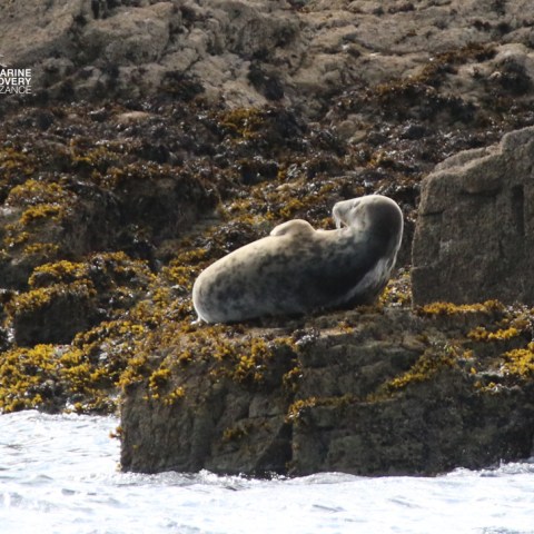 Seal resting on rocky shoreline covered in seaweed.