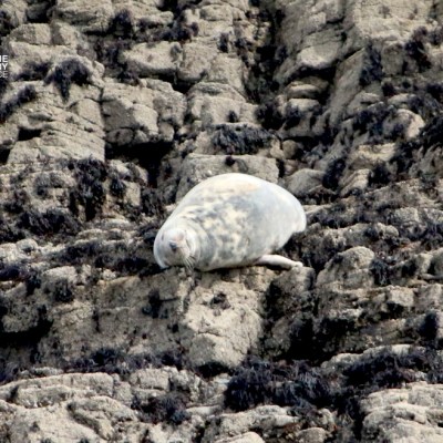 Seal lying on rocky terrain covered with algae