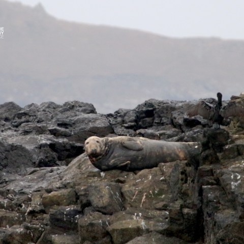 Seal lying on rocky shore with distant hills in background.