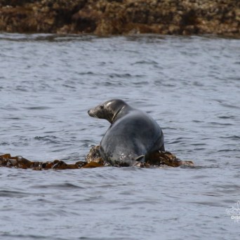 Seal resting on rocks in the ocean with some seaweed.
