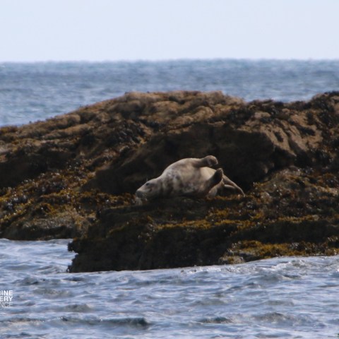 Seal resting on rocky shore by the sea.