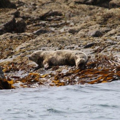 Seals resting on rocky shoreline with seaweed.