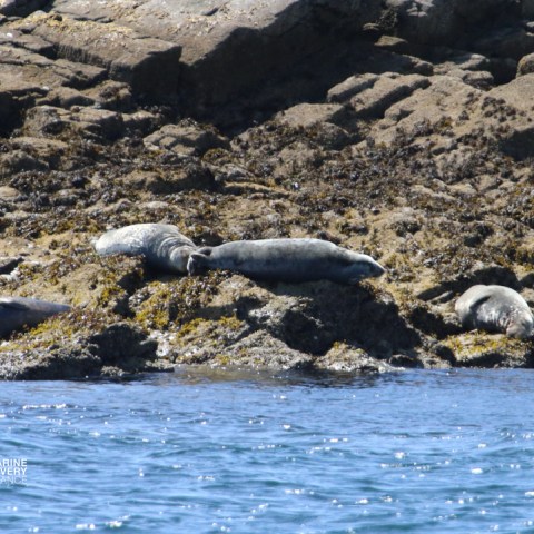 Seals lying on rocky shore by the water.