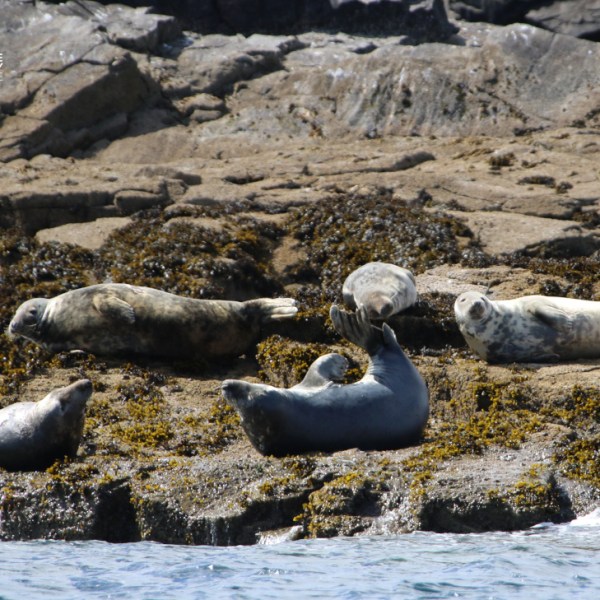 Five seals resting on a rocky shore with seaweed.