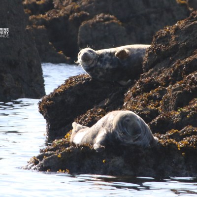 Two seals resting on rocky shore near water.