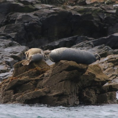 Two seals resting on rocky shore by the water.