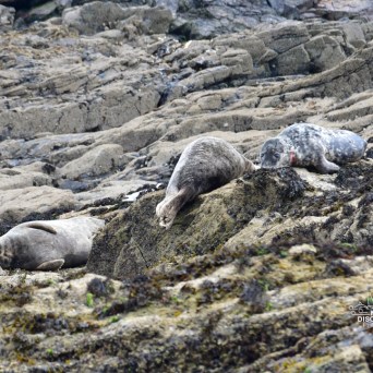 Seals resting on rocky shoreline with seaweed.