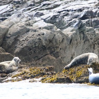 Three seals resting on rocky shore with seaweed.