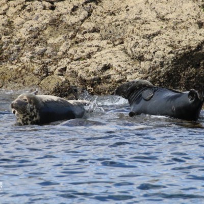 Two seals resting on rocky shore by the water.