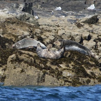 Seals resting on rocky shore with birds in the background.