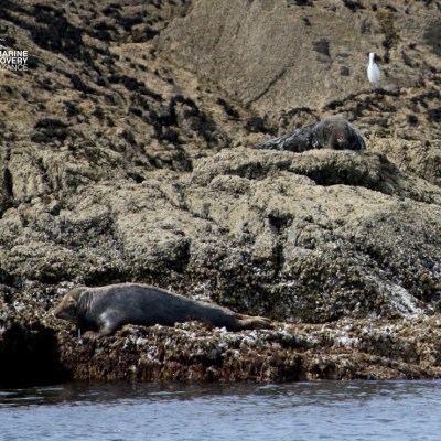 Two seals rest on rocky shoreline, with a bird standing nearby.