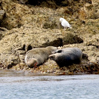 Two seals lying on rocky shore with a seagull standing nearby.