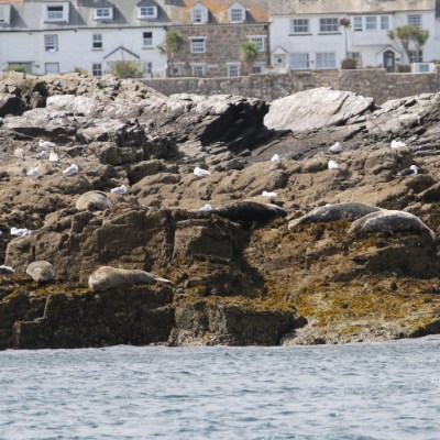 Seals resting on rocky shore with houses in the background.