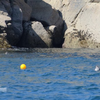 Yellow buoy near rocky shore, two seals peeking above water.