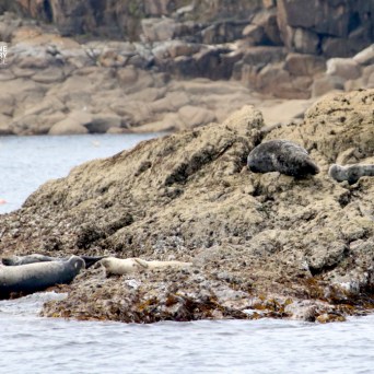 Seals resting on rocky shoreline by the water.