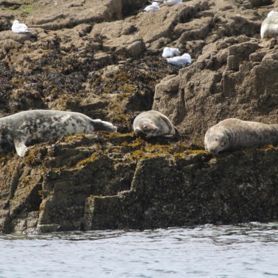 Seals resting on rocky shoreline by the sea.