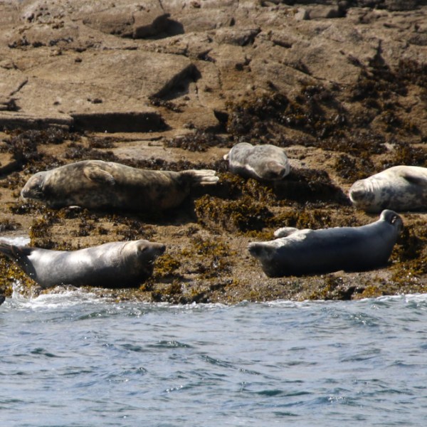 Several seals resting on rocky shoreline with seaweed.
