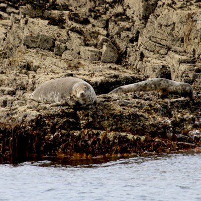 Two seals resting on a rocky shore by the water.