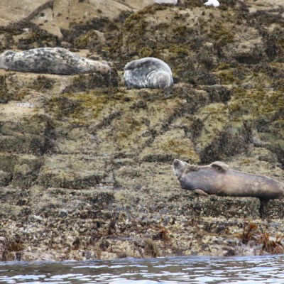 Seals resting on rocky shore with seaweed.