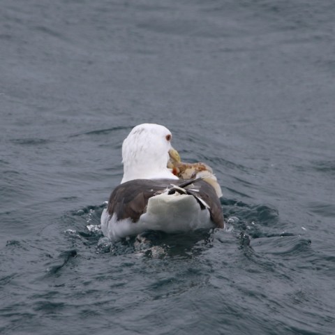 Seagull on water holding prey in its beak, Marine Discovery Penzance logo in corner.