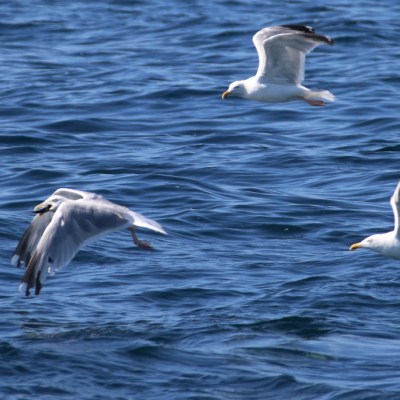 Three seagulls flying over blue ocean waves.