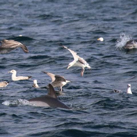 Seagulls and dolphins in the ocean, with splashing water.