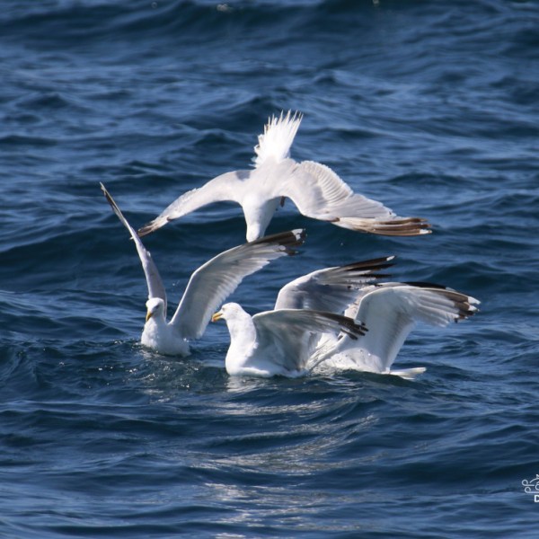 Four seagulls interacting on the ocean waves.