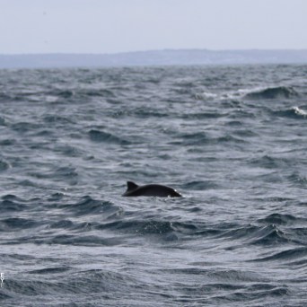 Dolphin fin visible above water surface in the ocean.