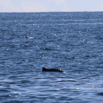 A dolphin fin protrudes from calm ocean water.