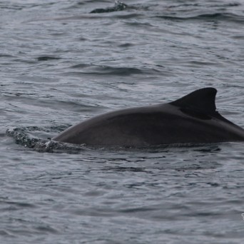 Porpoise swimming in the ocean with dorsal fin visible above water.