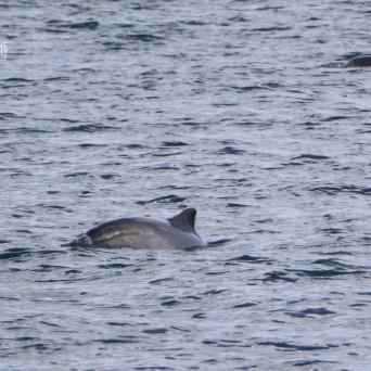 Dolphin surfacing in ocean waters with another fin in the distance.