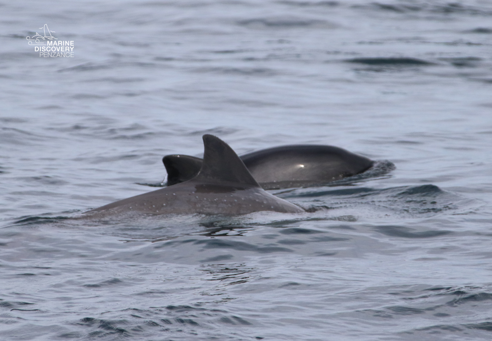 Two dolphins swimming in calm ocean water.