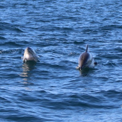 Two dolphins swimming near the ocean surface.