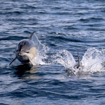 Dolphin leaping out of water causing splash in the ocean.
