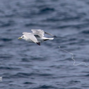 Seagull in flight over ocean with white streak trailing behind.