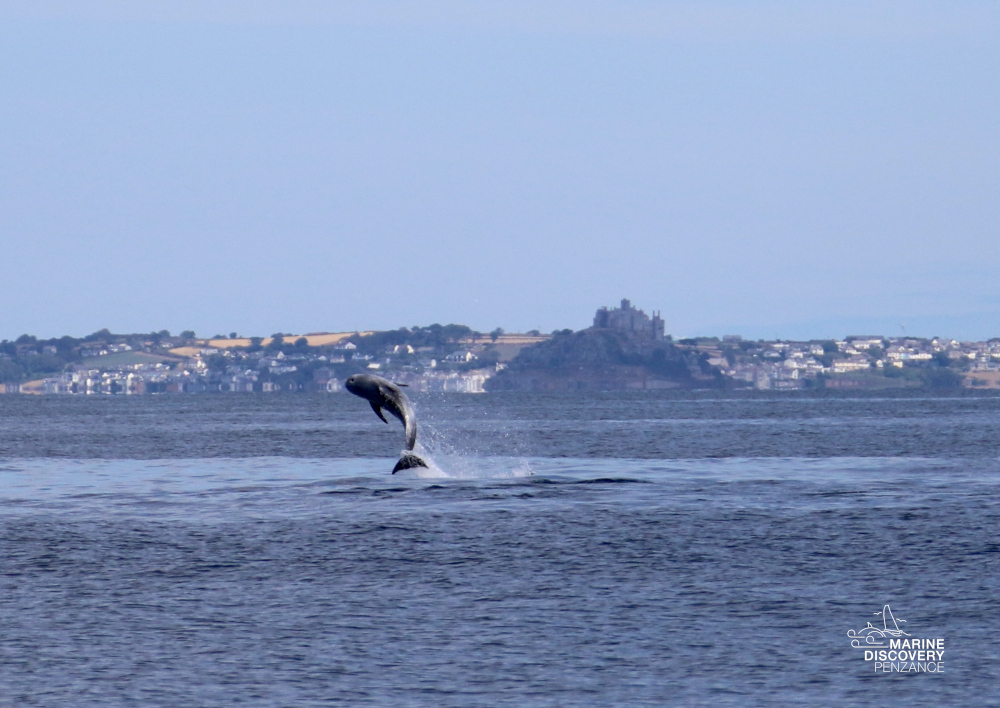 Dolphin leaping from water with coastal town and hill in background.